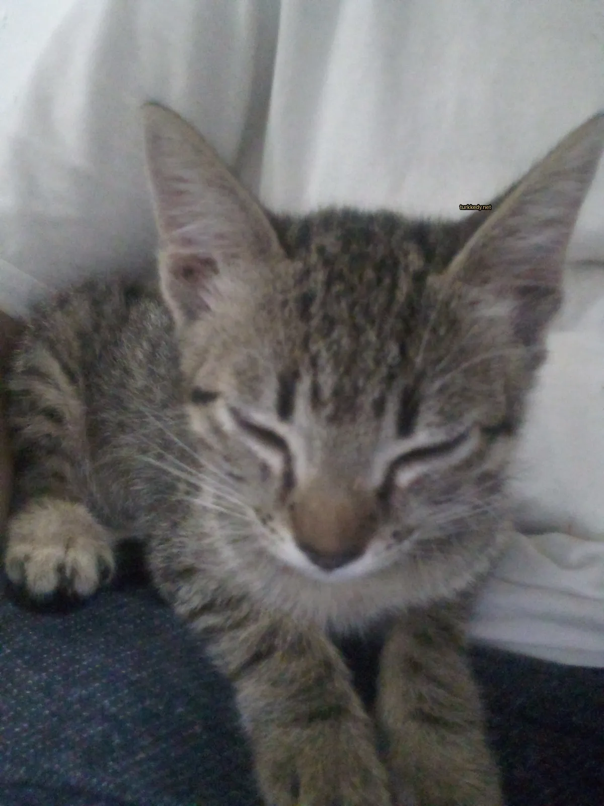 Beyaz ve gri desenli bir kedi, bir kişinin bacaklarında yatıyor.