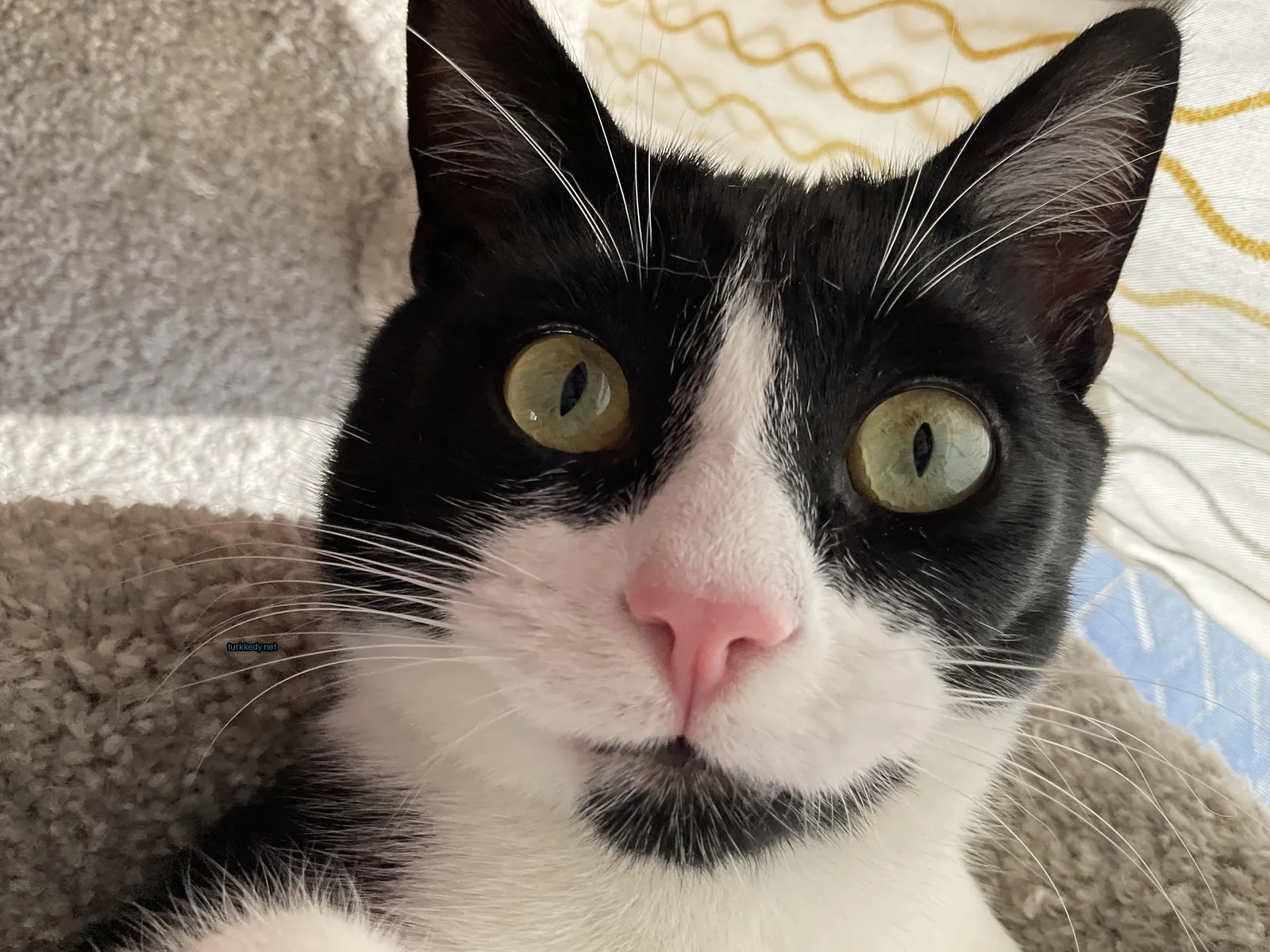 Siyah ve beyaz bir kedi, pink bir burun ve beyaz bir çene ile.