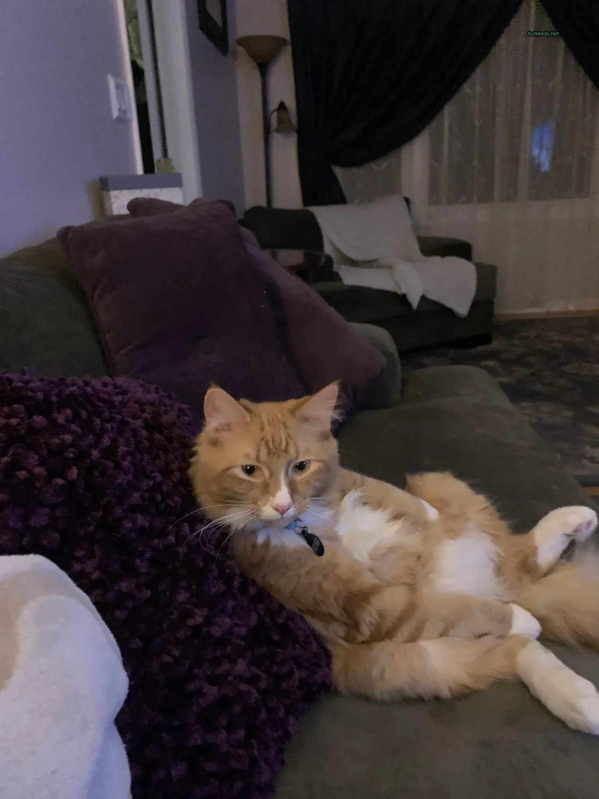 Kırmızı bir kedi, siyah bir kolyeli olarak oturma odasındaki bir sofa üzerinde oturuyor.