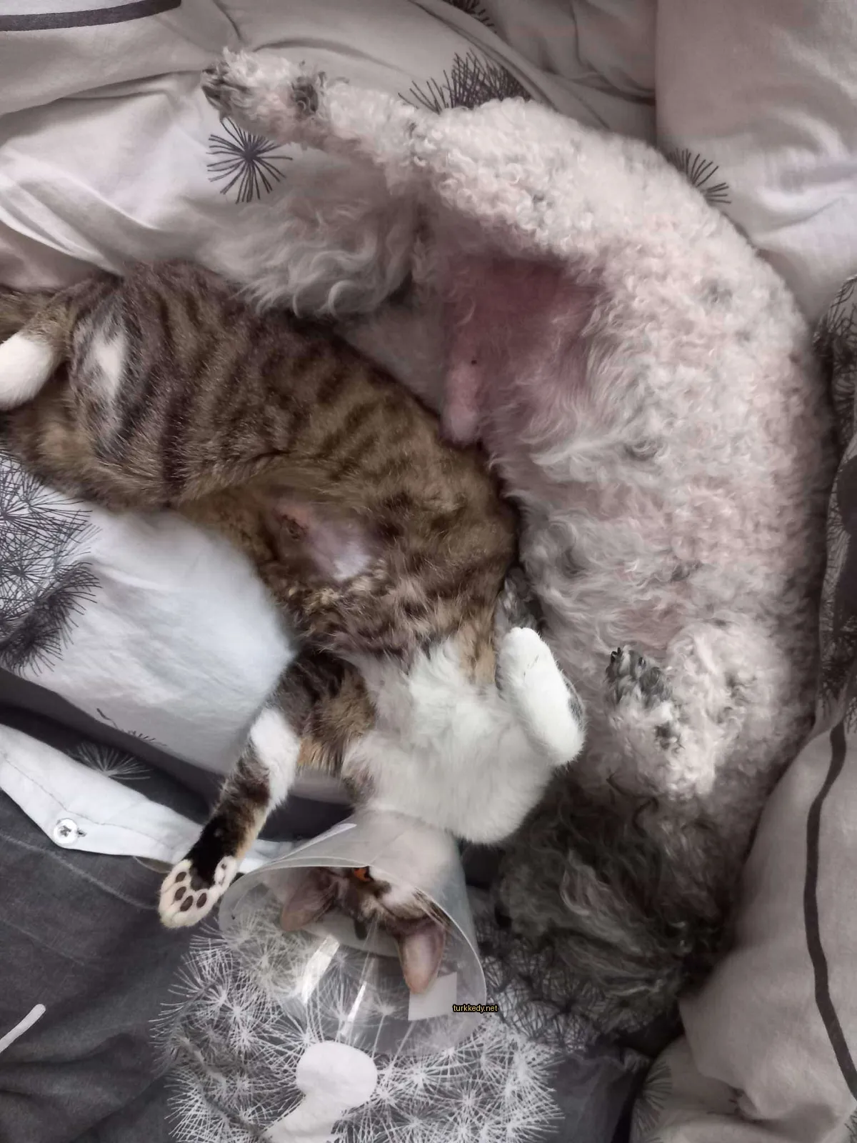 Kara ve beyaz bir kedi, başındaki koni ile yatağında yatıyor.