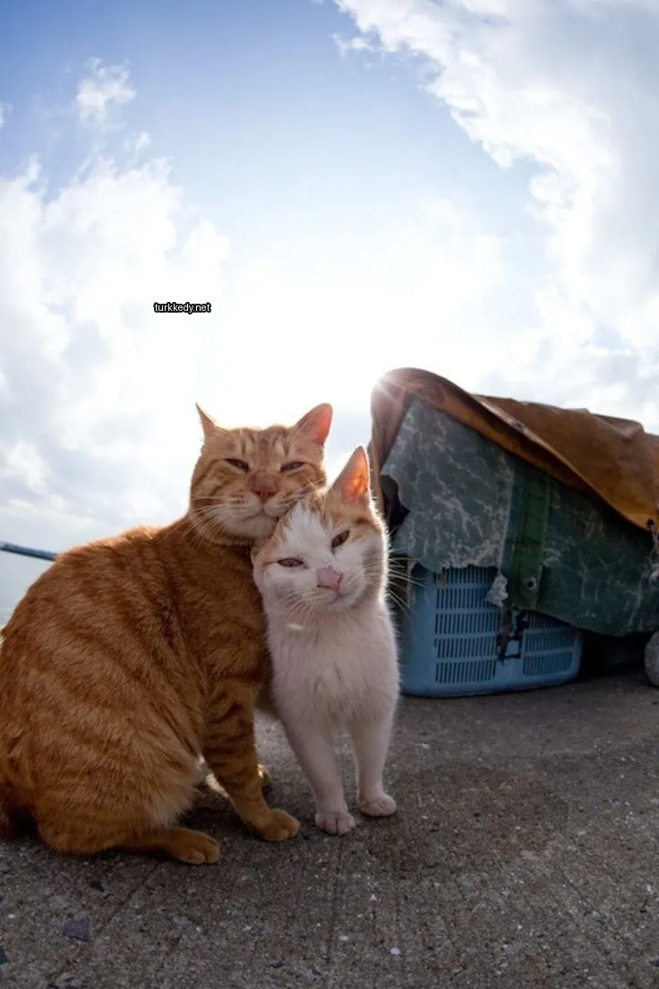 Beyaz ve turuncu bir kedi, kahverengi bir kediye yan yana duruyor.