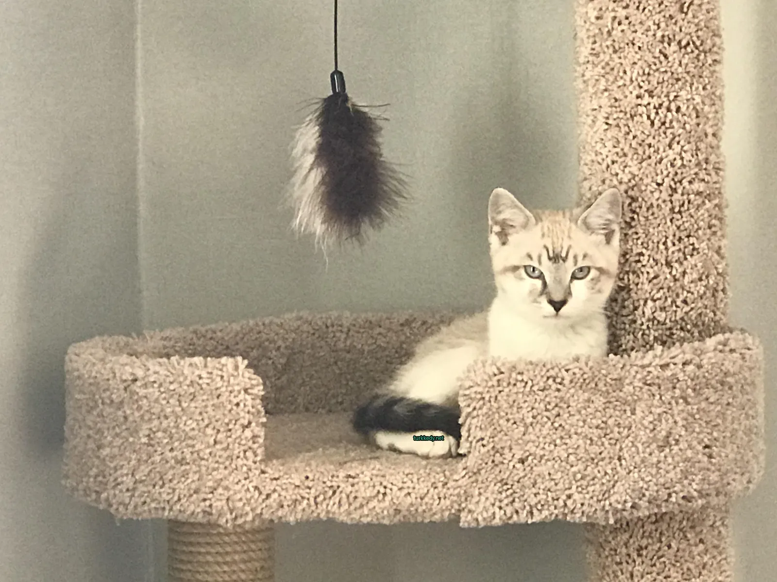 Beyaz ve gri bir kedi kedi ağacında oturuyor.