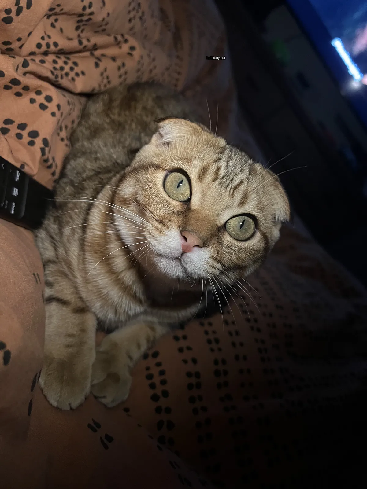 Koyu ve beyaz bir kedi mavi yeşil gözleriyle yatakta yatıyor.