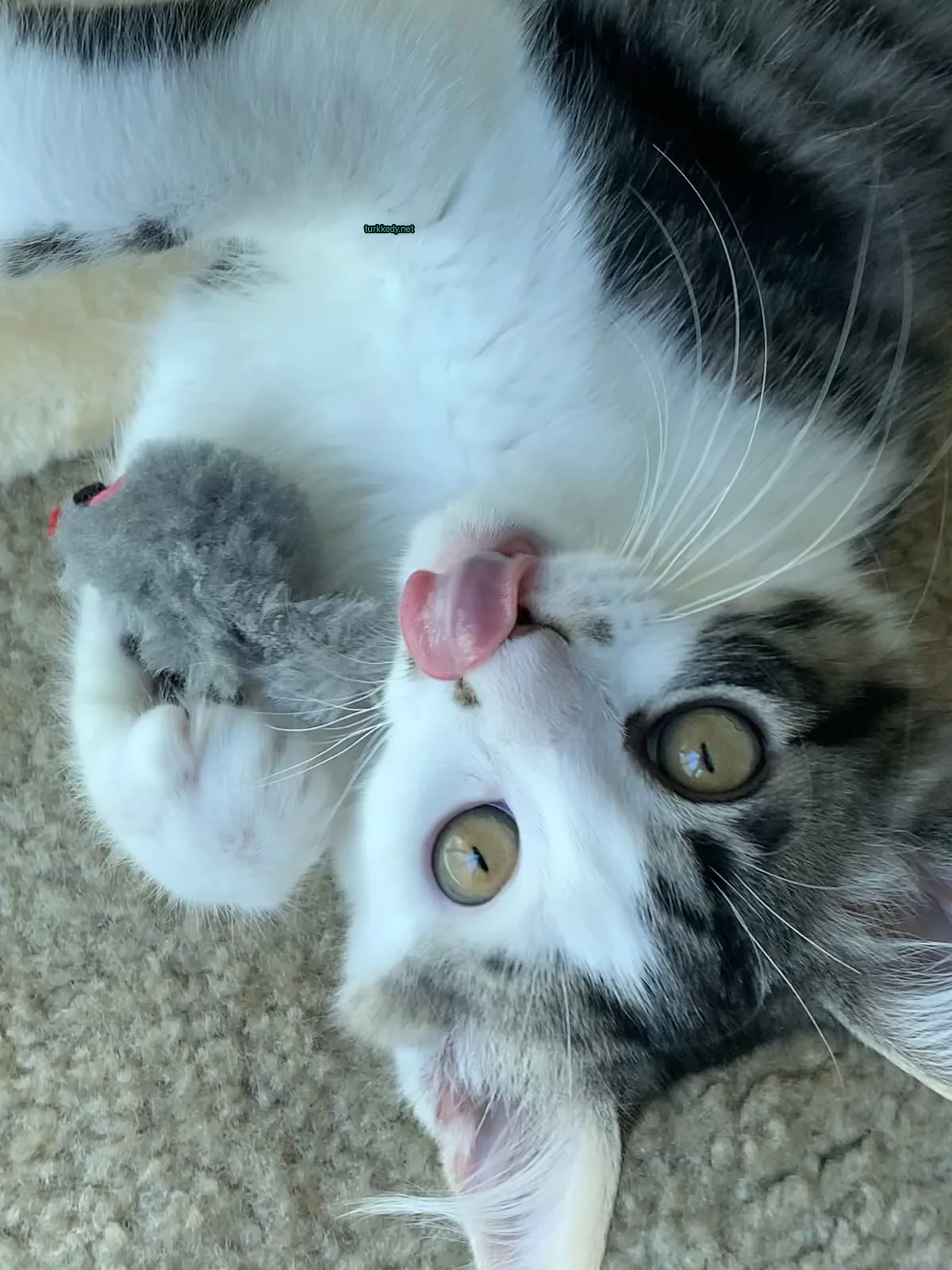 Beyaz ve gri bir kedi, gri ve beyaz bir oyuncak ile birlikte zemine uzanmış gri ve beyaz bir kedi.