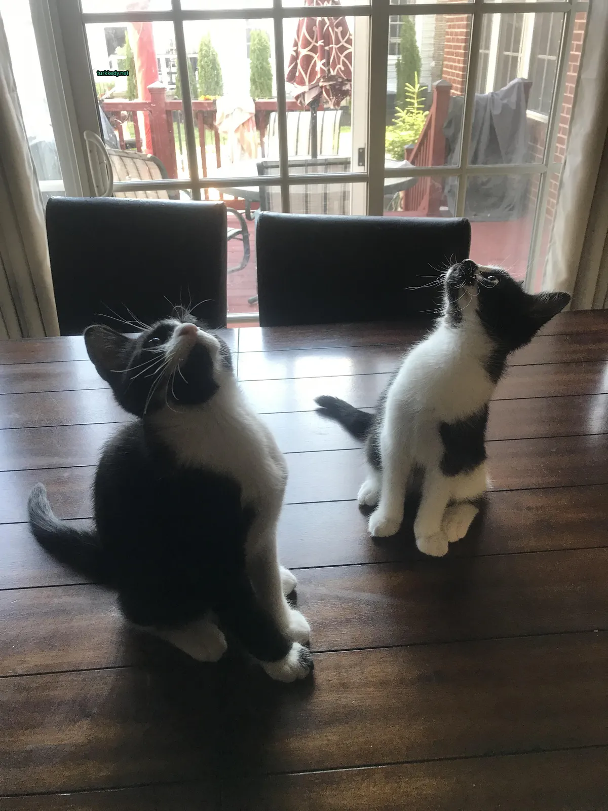 Siyah beyaz bir kedi bir masada oturuyor.