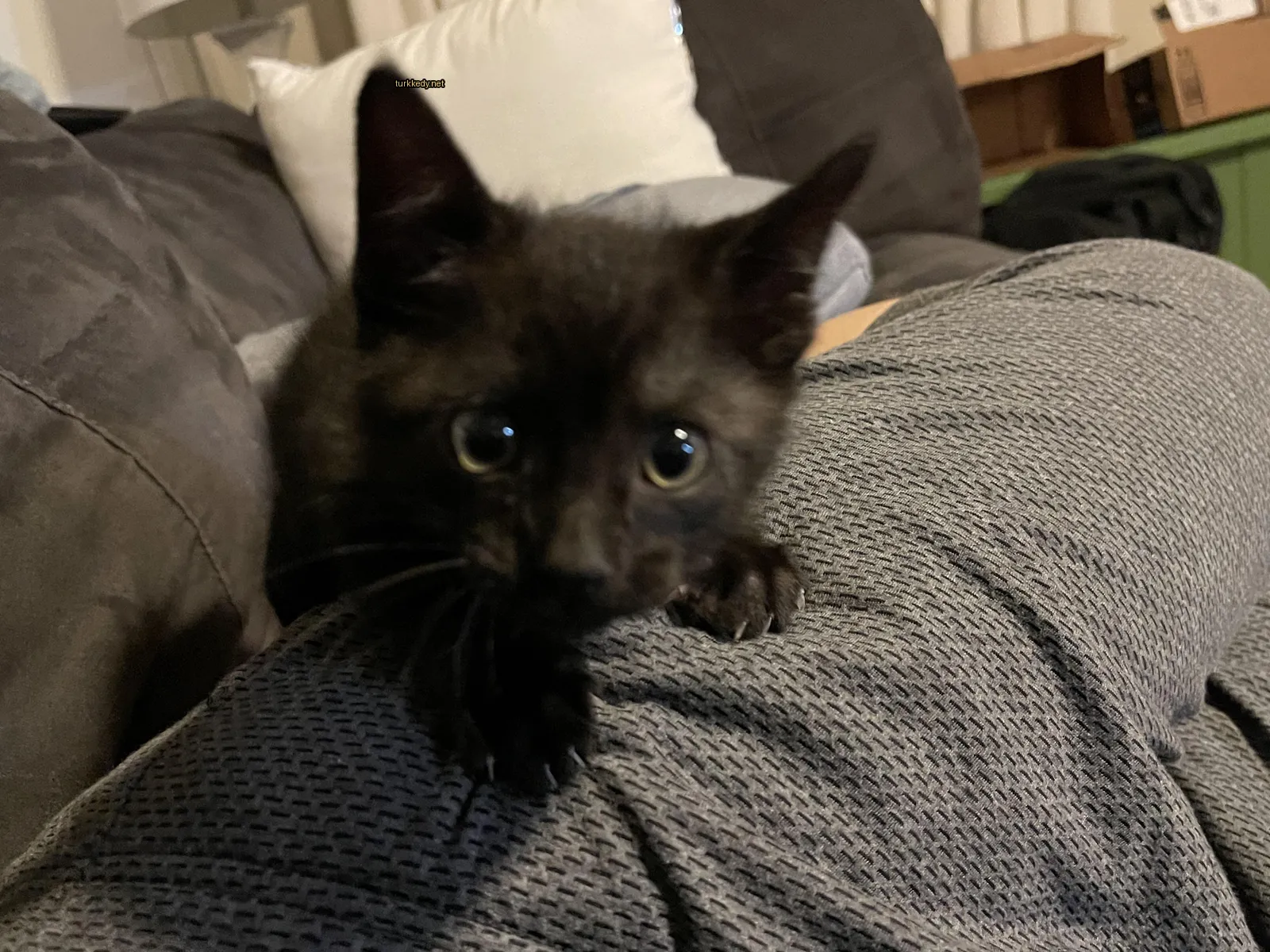 Siyah bir kedi beyaz tüylü kuyruğu ile bir kişinin bacakları üzerinde oturuyor.