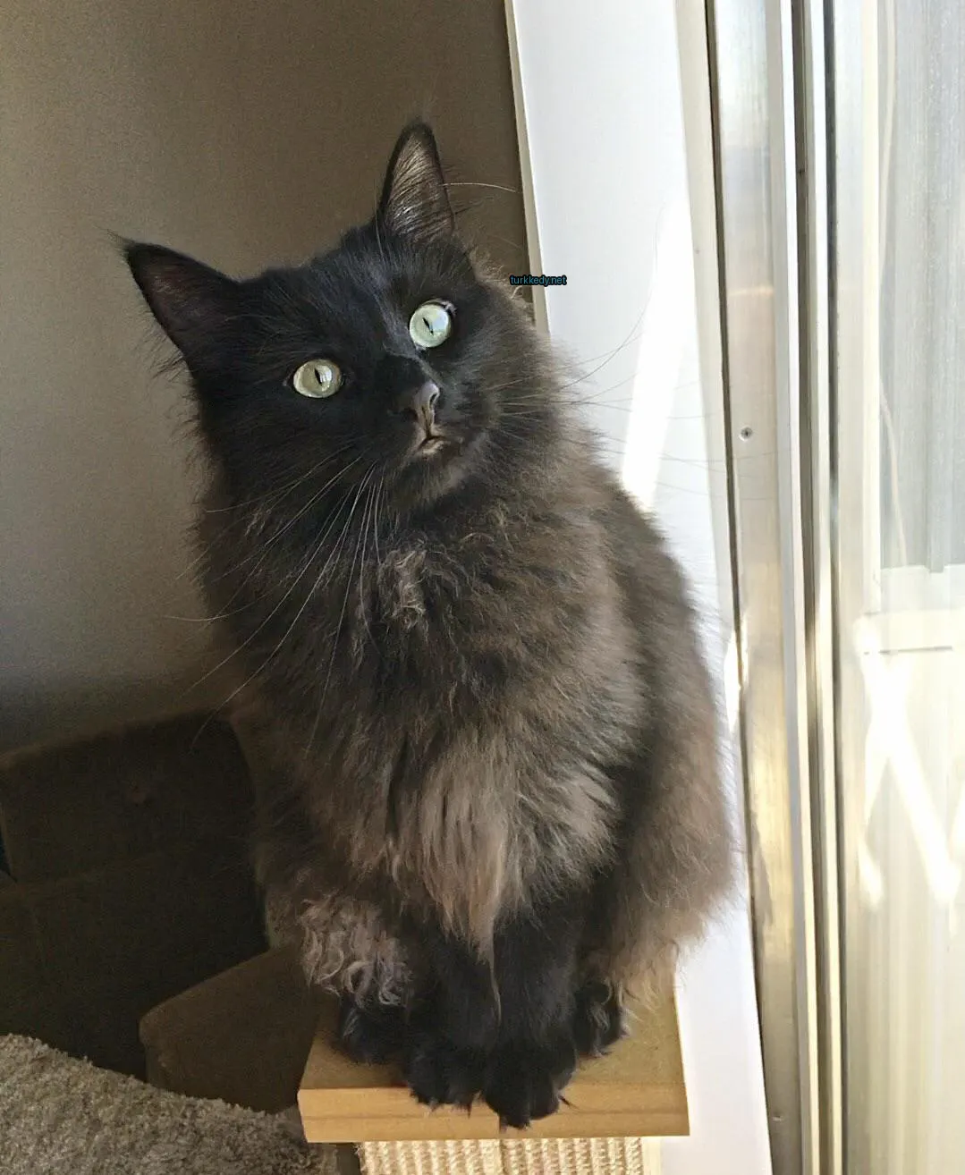 Siyah bir kedi, gri ve beyaz bir desenle pencerede oturuyor.