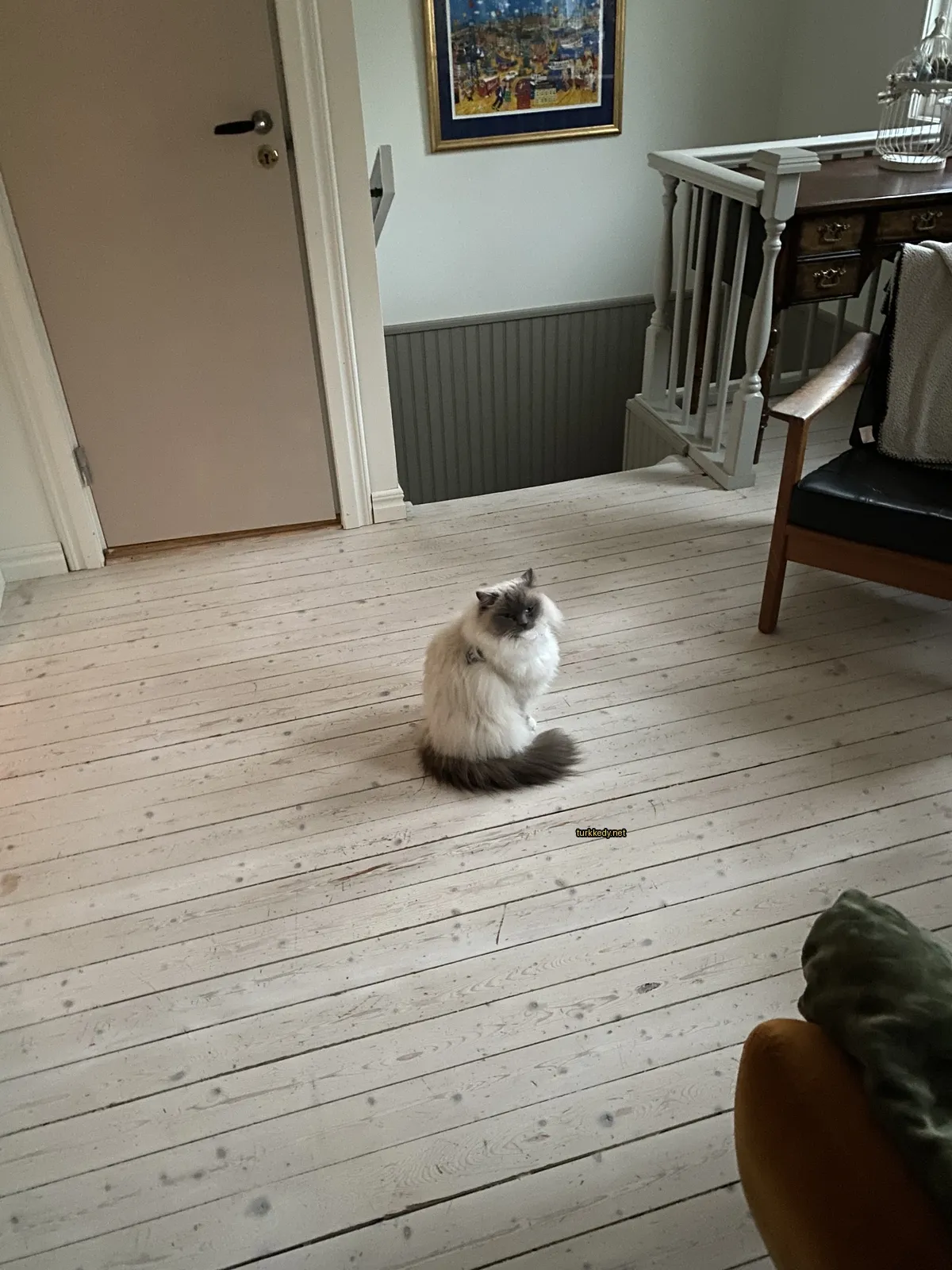 Beyaz ve gri bir kedi ahşap zeminde oturuyor.