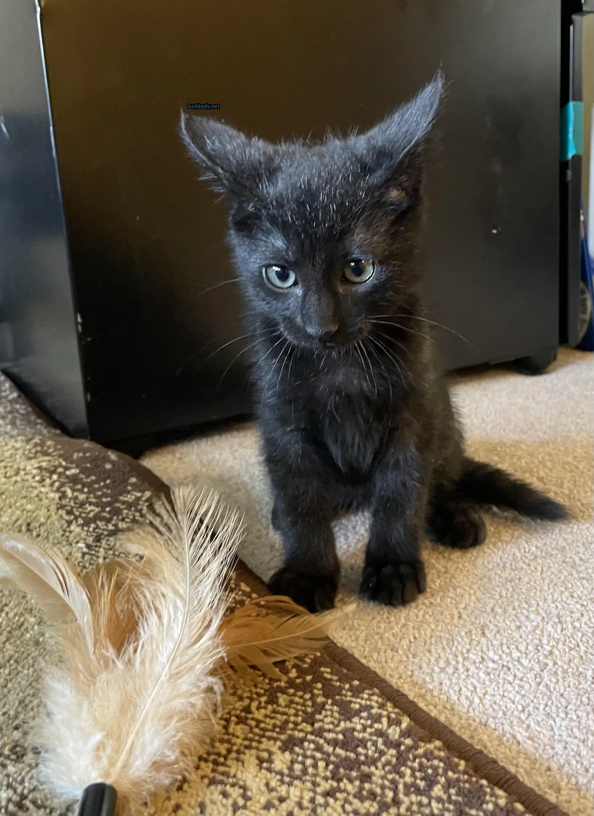 Siyah bir kedi, beyaz bir burnu ve kahverengi kuyruğu olan bir koltukta oturuyor.