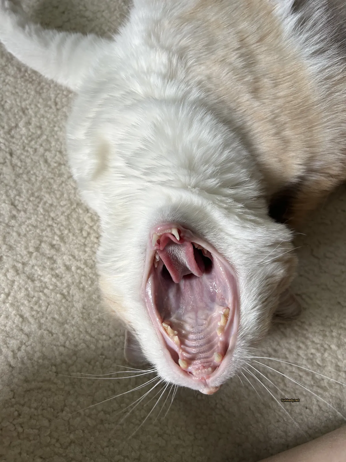 Beyaz ve kahverengi bir kedi, ağzını açmış vaziyette.