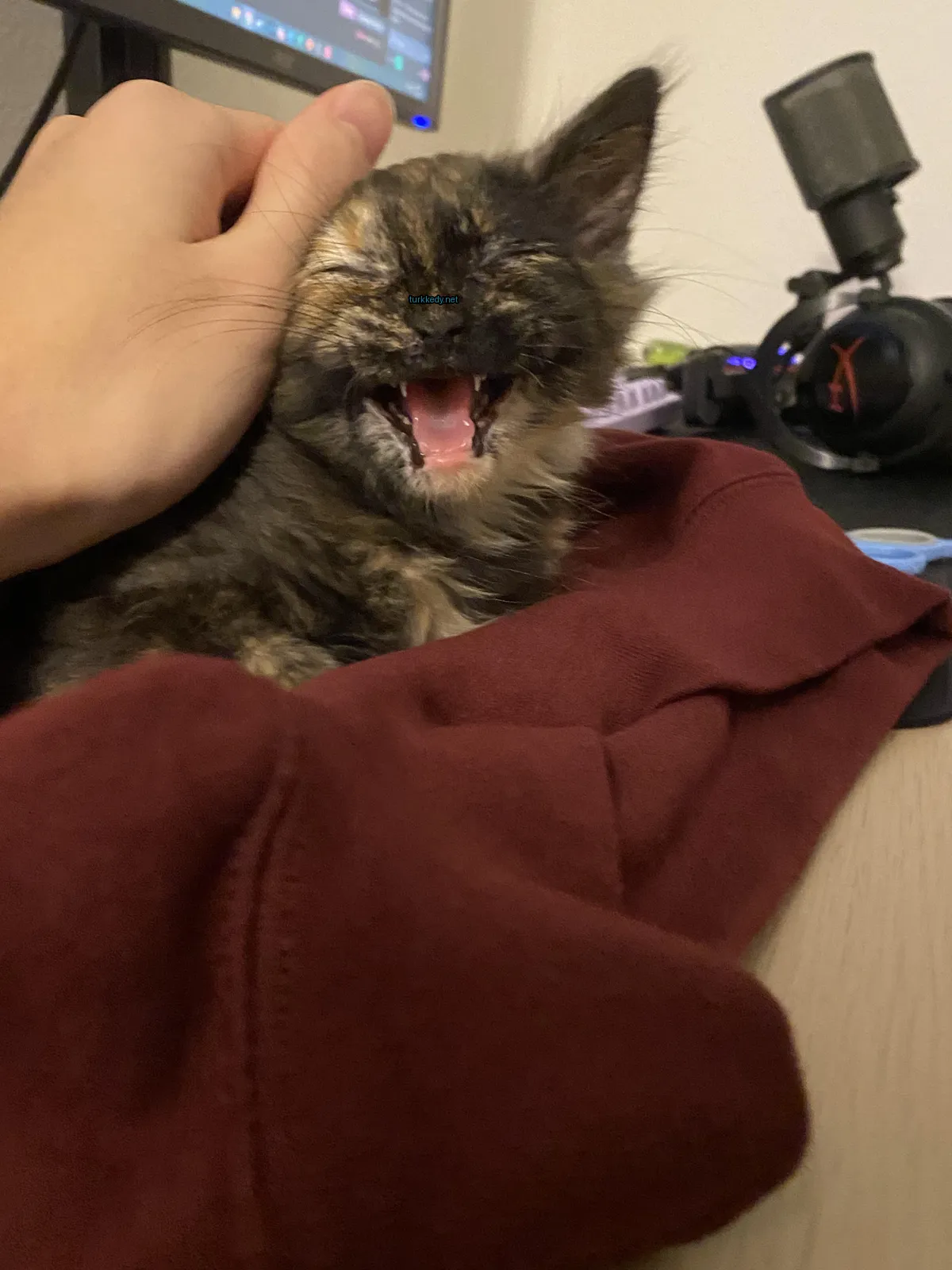 Kara ve kahverengi desenli bir kedi, kırmızı bir gömlekte oturuyor.