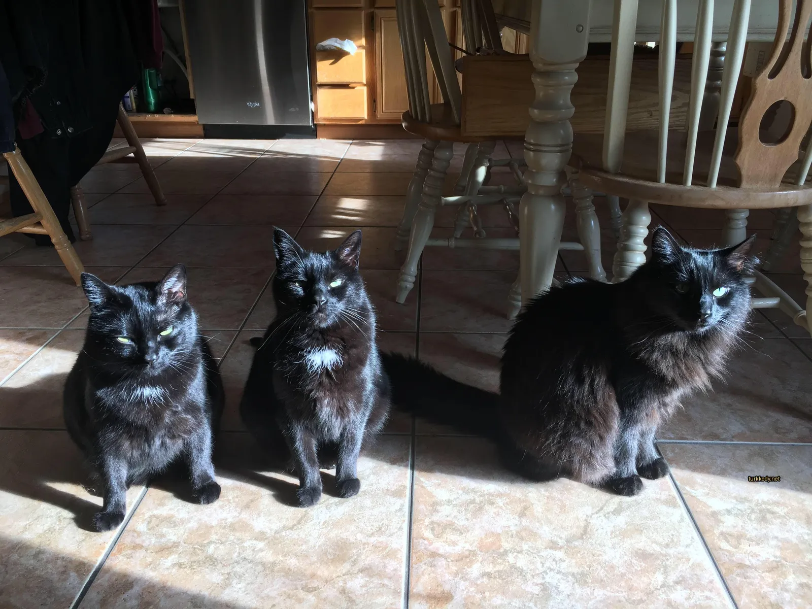 Siyah bir kedi, yüzünde beyaz bir çizgi ve beyaz bir kuyruğu var.