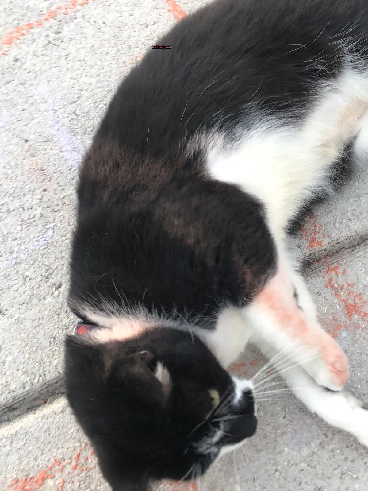 Siyah beyaz bir kedi zemine yatıyor.
