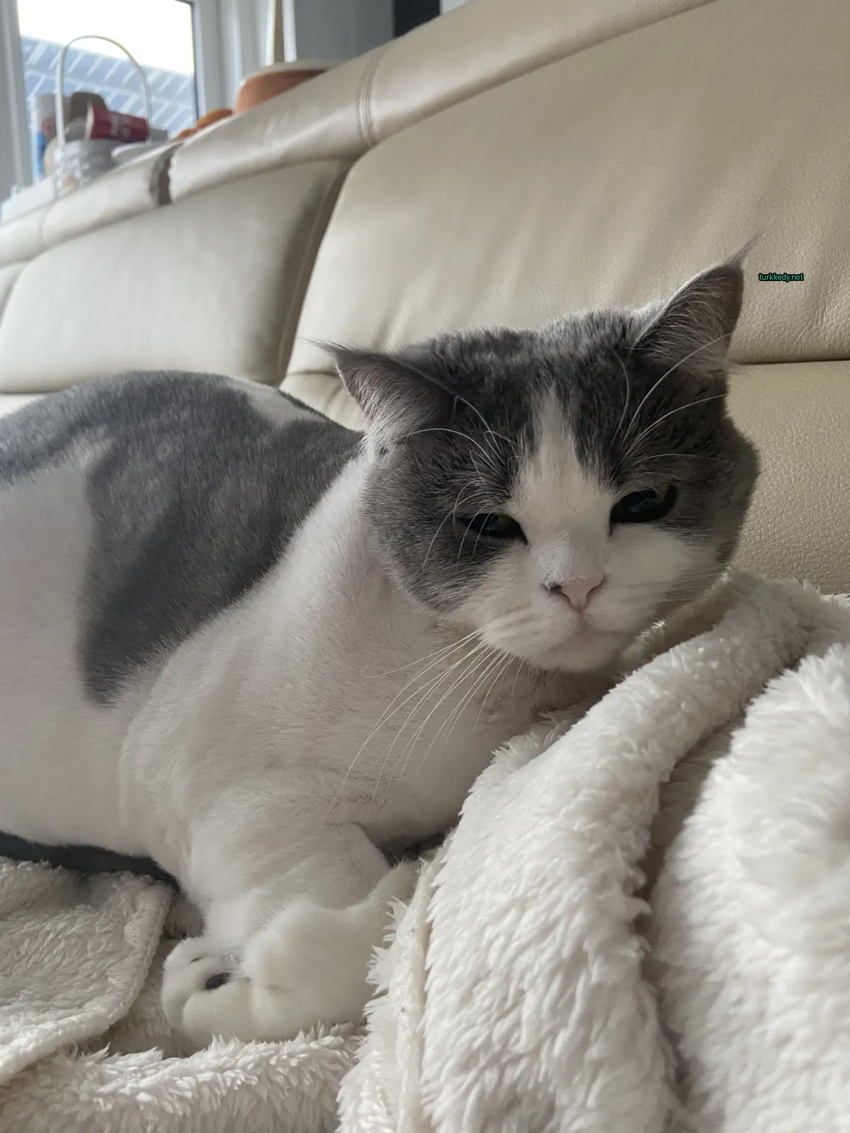 Gri ve beyaz bir kedi beyaz bir sofa üzerinde yatıyor.