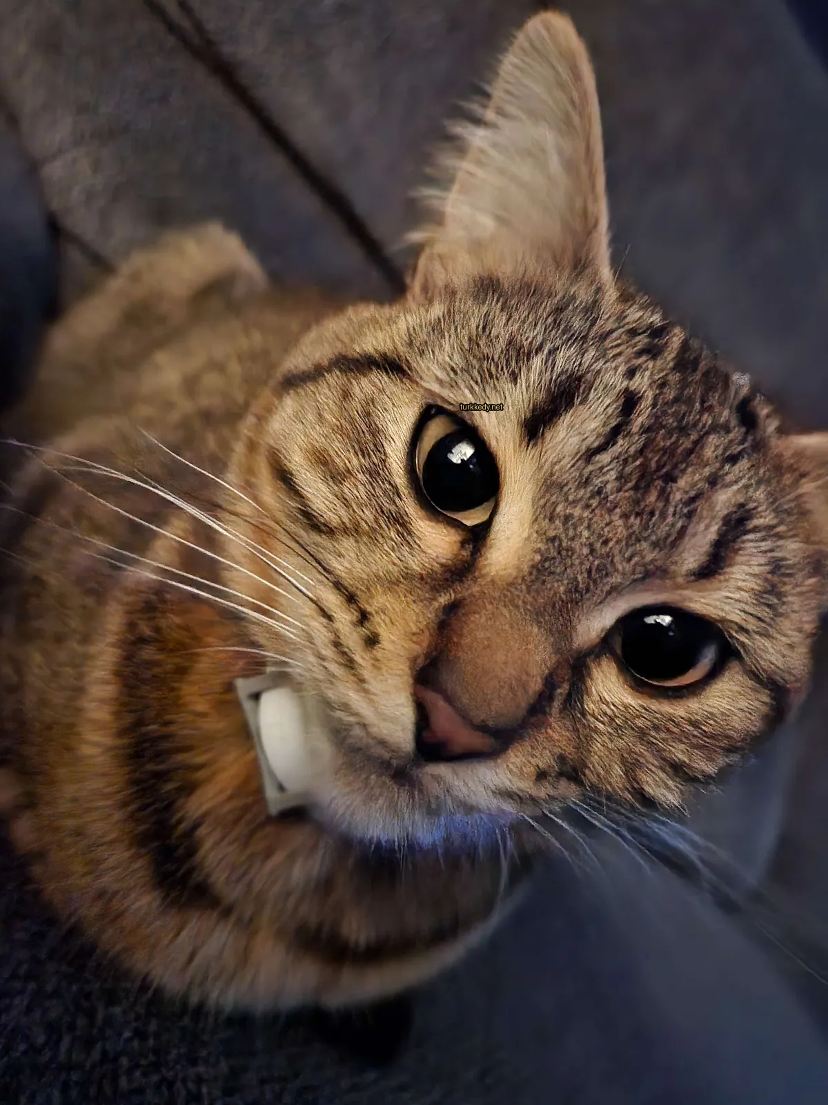 Kahverengi ve beyaz bir kedi, beyaz bir kemerle bir sofa üzerinde oturuyor.