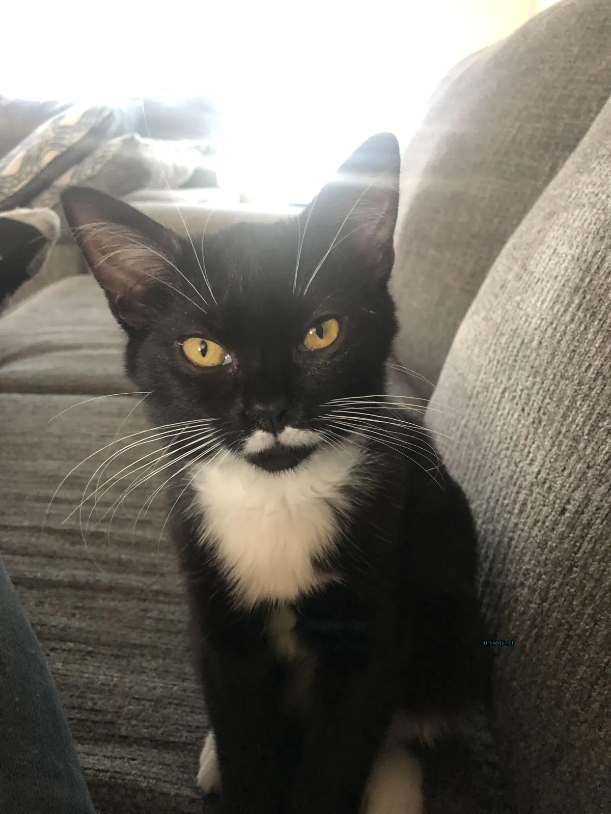 Siyah ve beyaz bir kedi bir sofa üzerinde oturuyor.