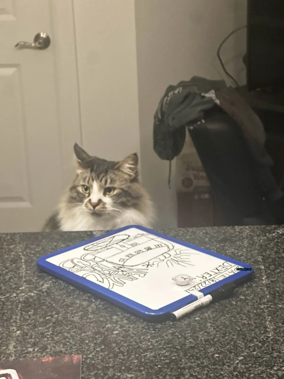 Bir kedi, bir masada çizgili bir desenle oturuyor.
