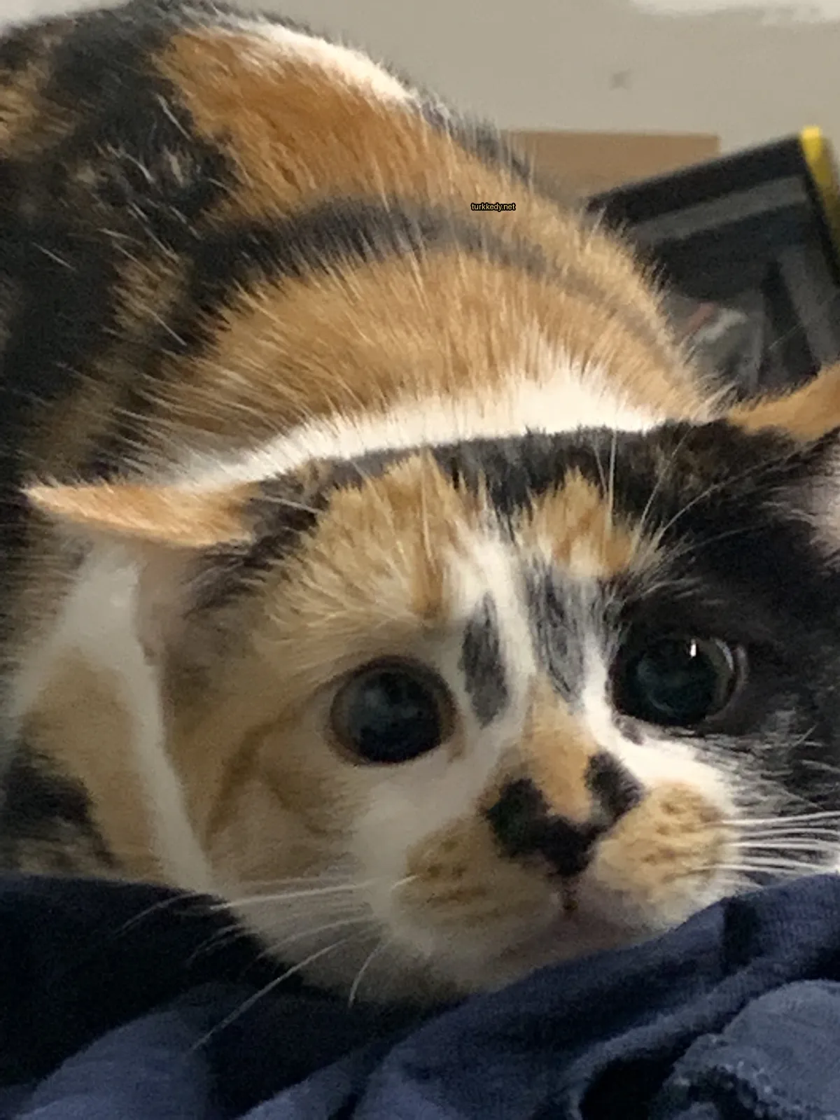 Beyaz göğüs ve yüz ve kulaklarında siyah lekeleri olan bir calico kedi.