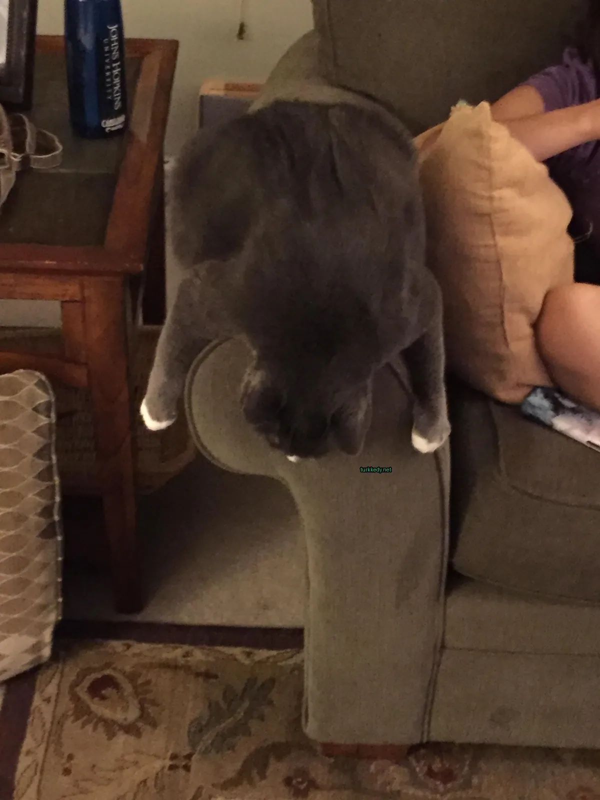 Gri bir kedi bir sofa üzerinde oturuyor ve zemine bakıyor.