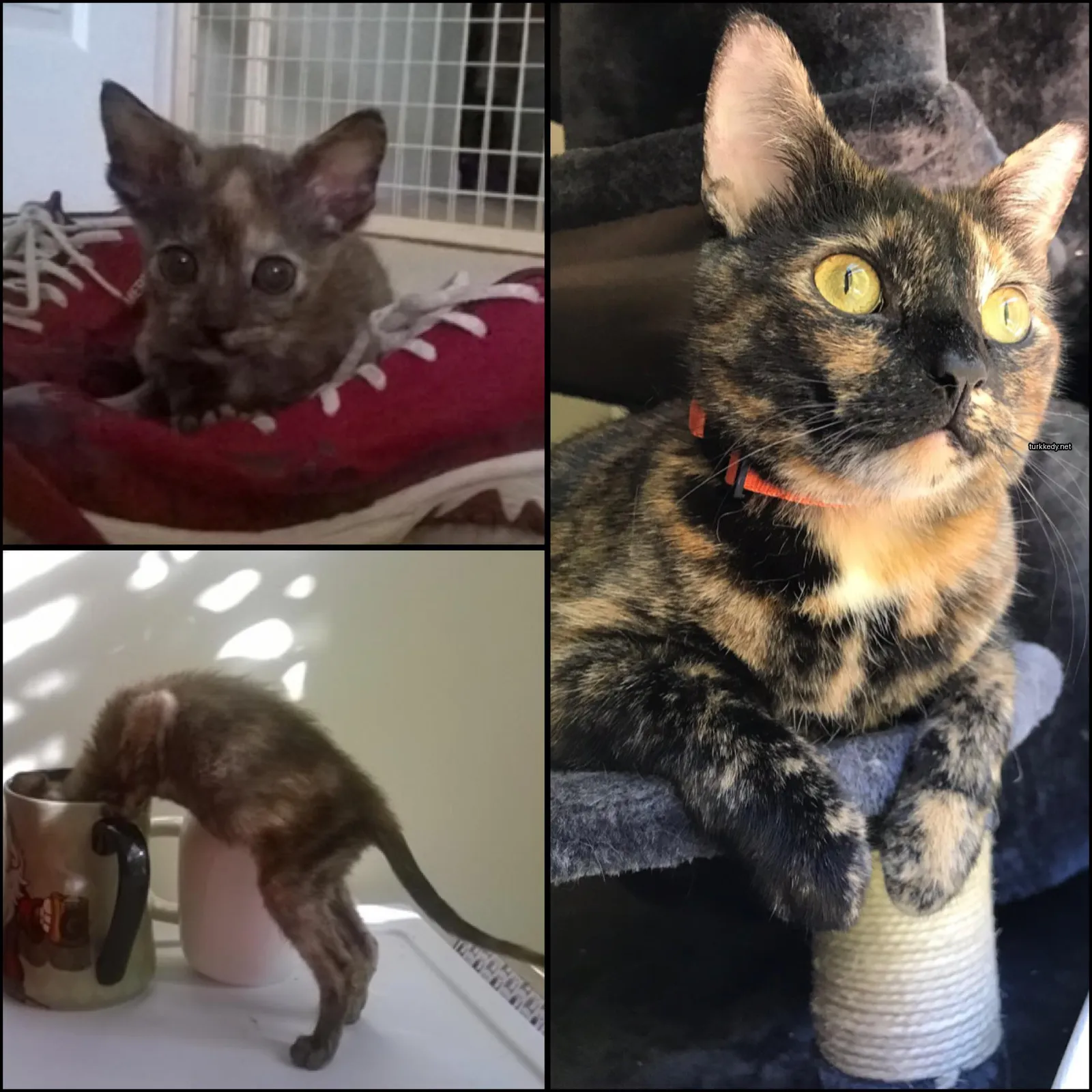 Kırmızı ve siyah desenli bir kedi kedi ağacında oturuyor.