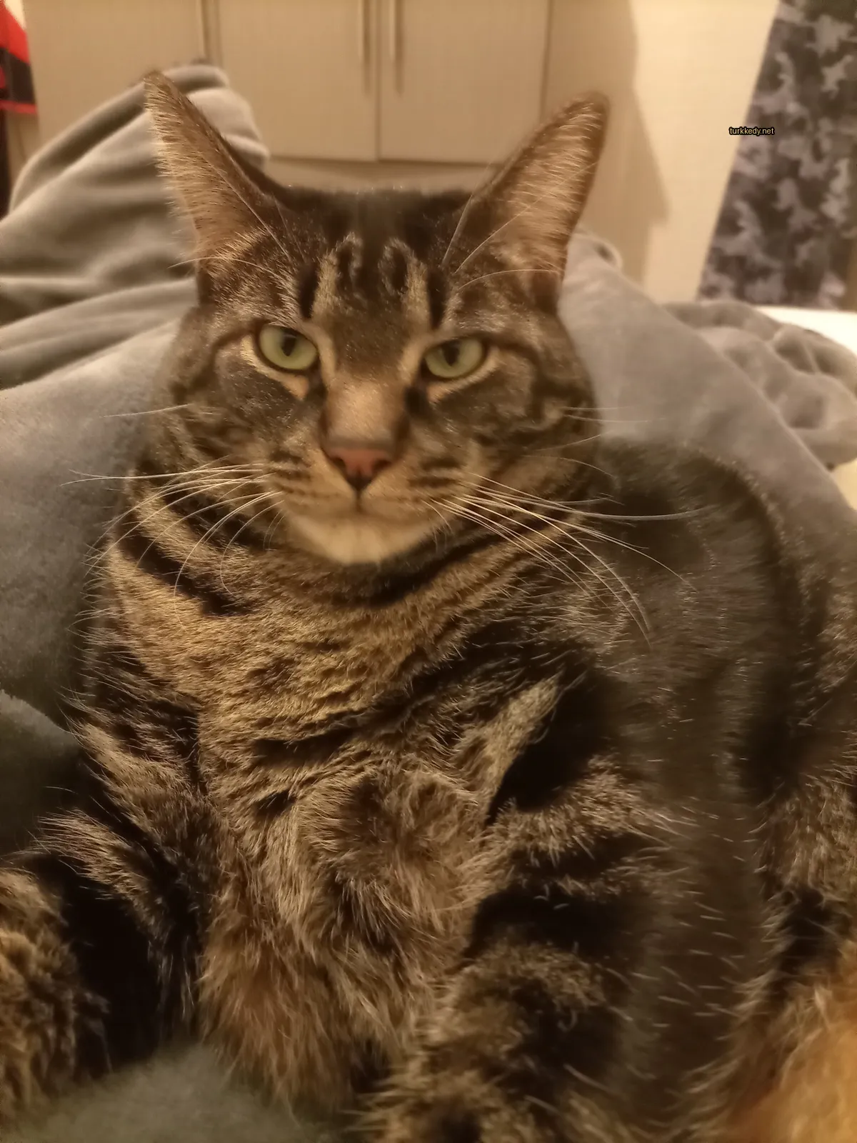 Siyah ve beyaz bir kedi, benzinli bir desenle yatan bir yatakta yatıyor.