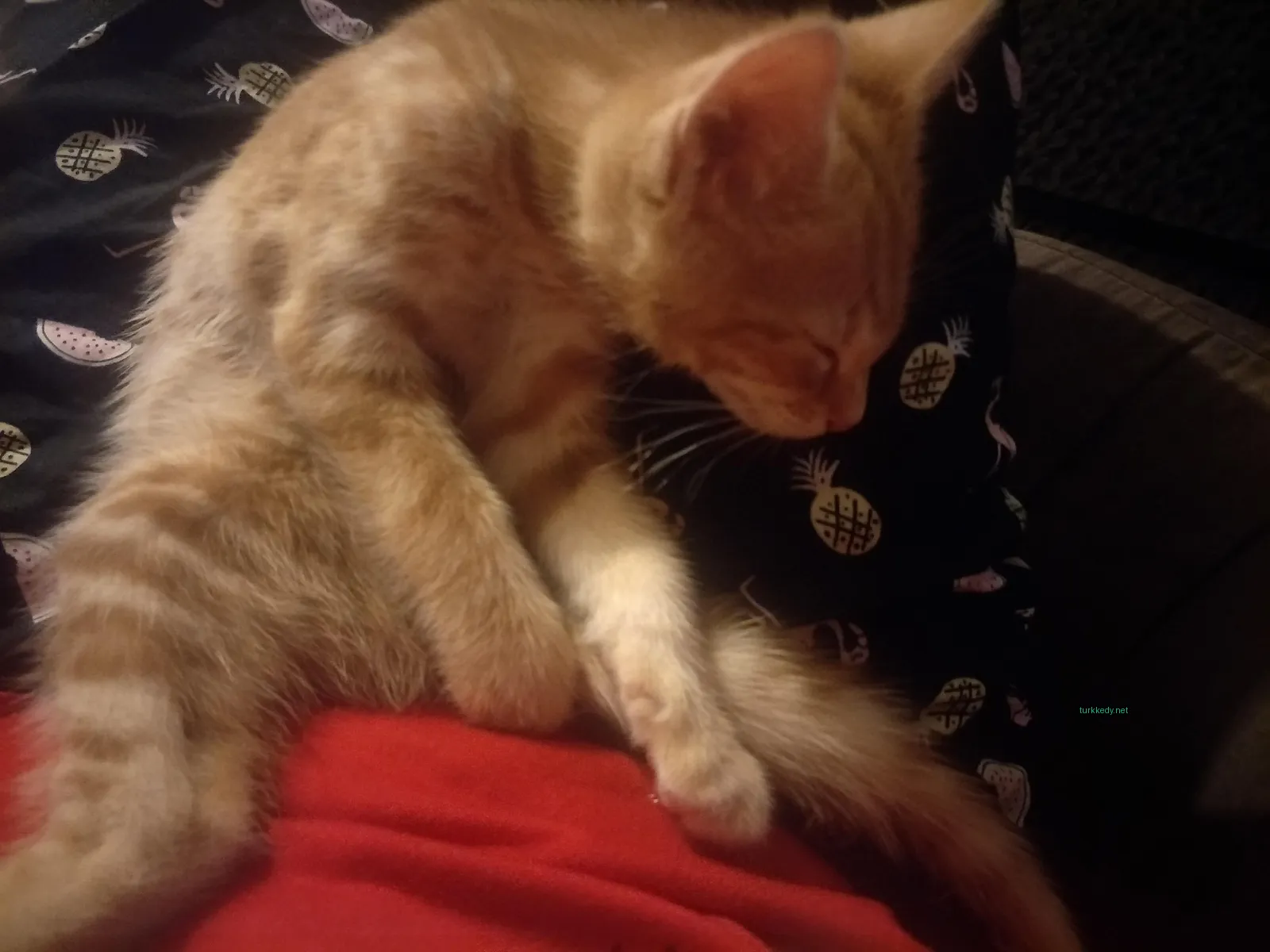 Küçük bir siyah beyaz kedi bir kırmızı tişört üzerinde uyuyor.