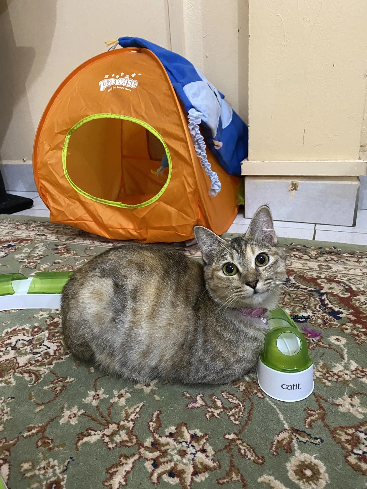Kara ve beyaz bir kedi bir kedi evinin önünde bir halı üzerinde yatar.