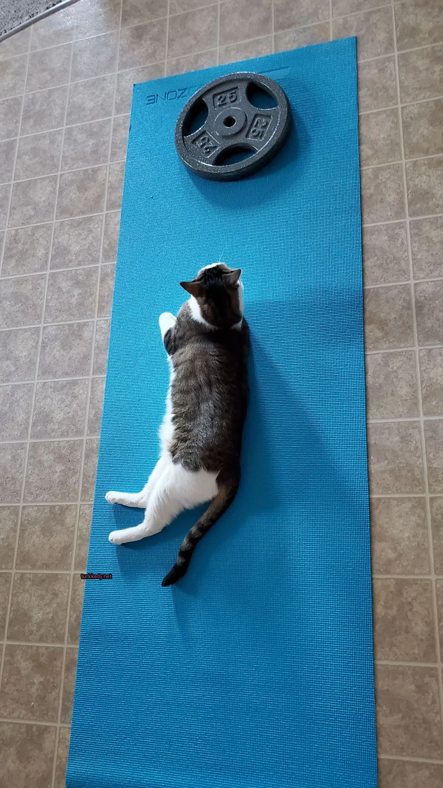 Mavi bir matın üzerinde yatan bir şişman kedi.