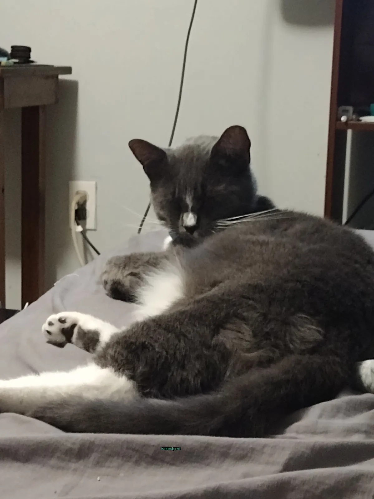 Bir gri ve beyaz kedi yatakta yatıyor.
