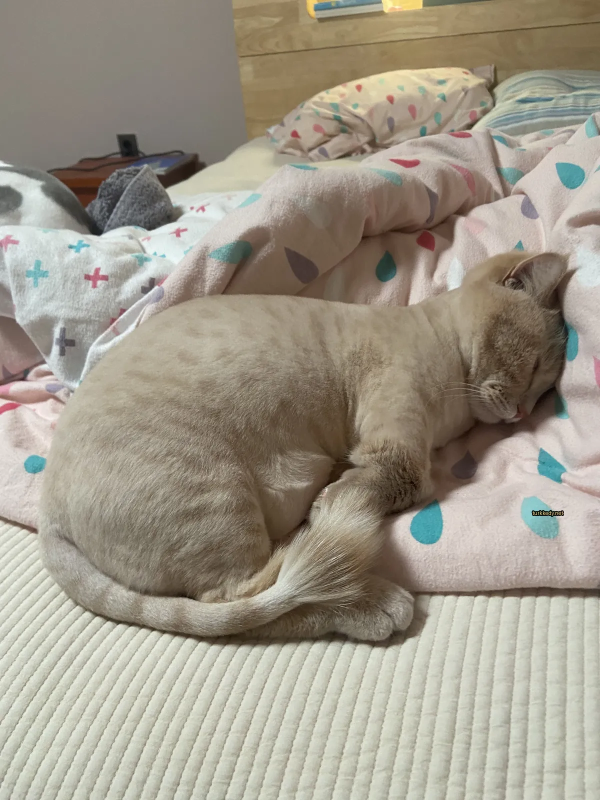 Sarımsı bir kedi, bir pembe yastıkta, beyaz gövdesiyle yatıyor.