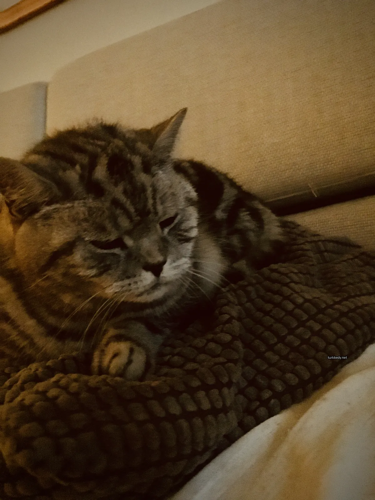 Gri ve beyaz bir kedi bir minderin üzerinde yatıyor.