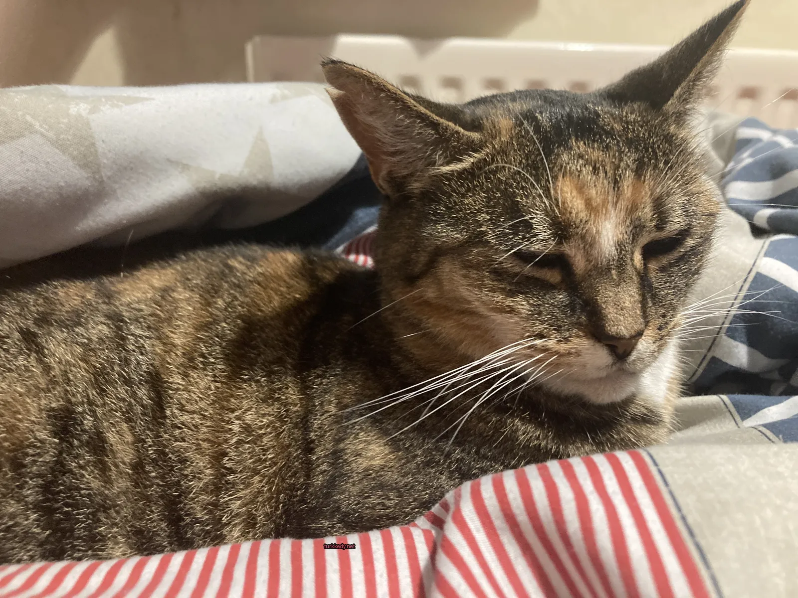 Koyu ve beyaz bir kedi, kırmızı ve beyaz çivili bir minderin üzerinde yatıyor.