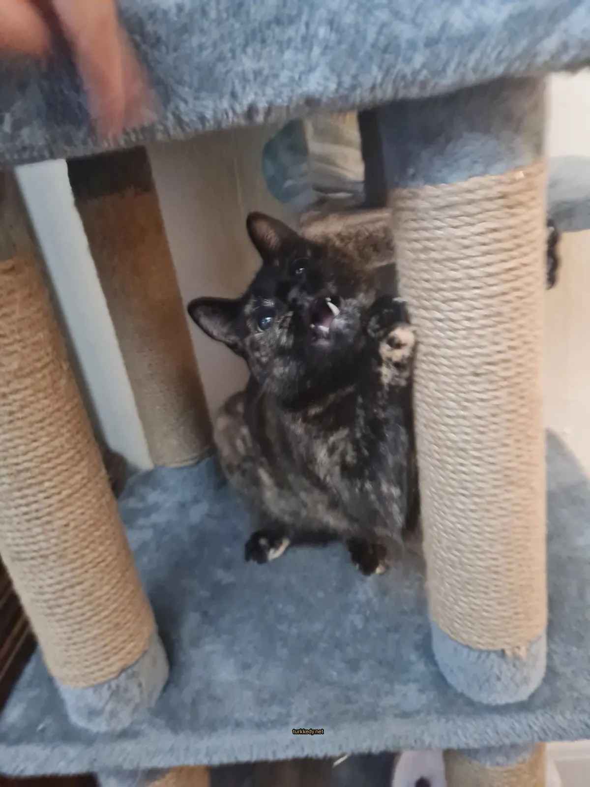 Siyah ve kahverengi bir kedi, beyaz dili ve ağızı ile kedi ağacında oturuyor.