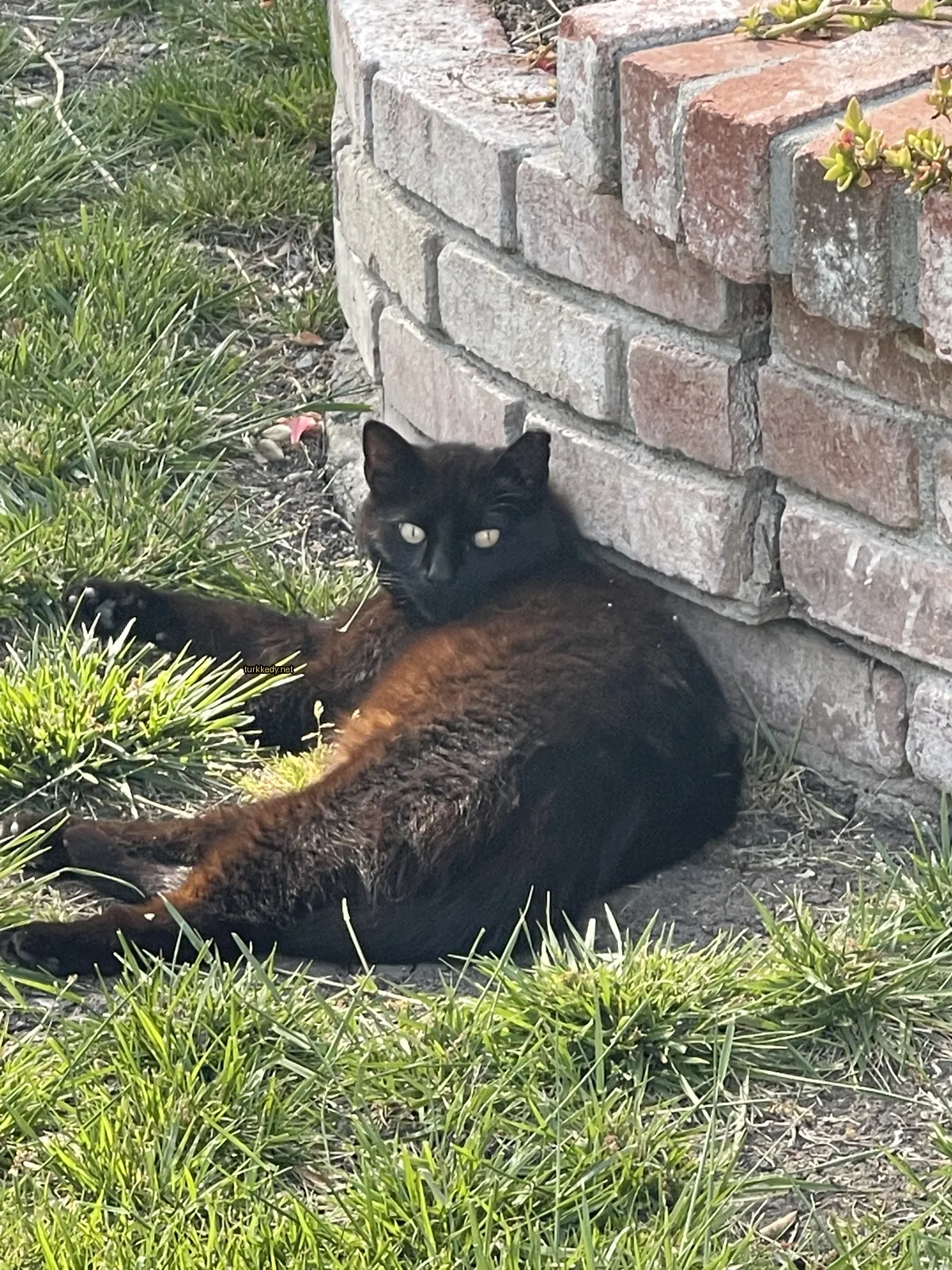 Siyah bir kedi, beyaz göğsü ve ayakları ile ot dağında yatıyor.