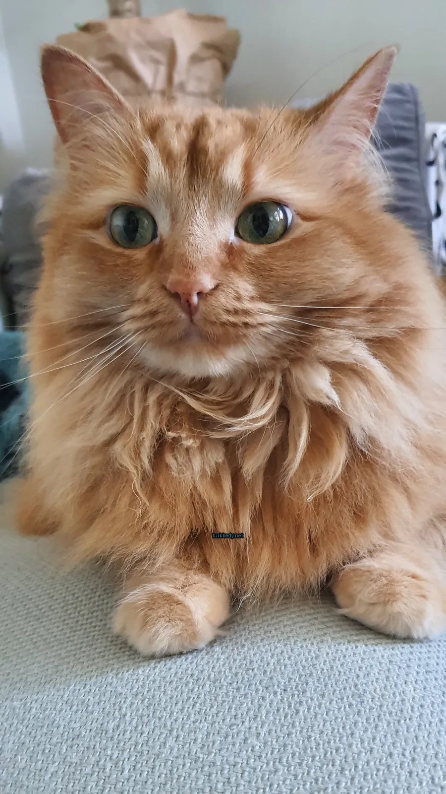 Sarı bir kedi, yeşil gözleri olan ve bir sofa üzerinde oturan bir kedidir.