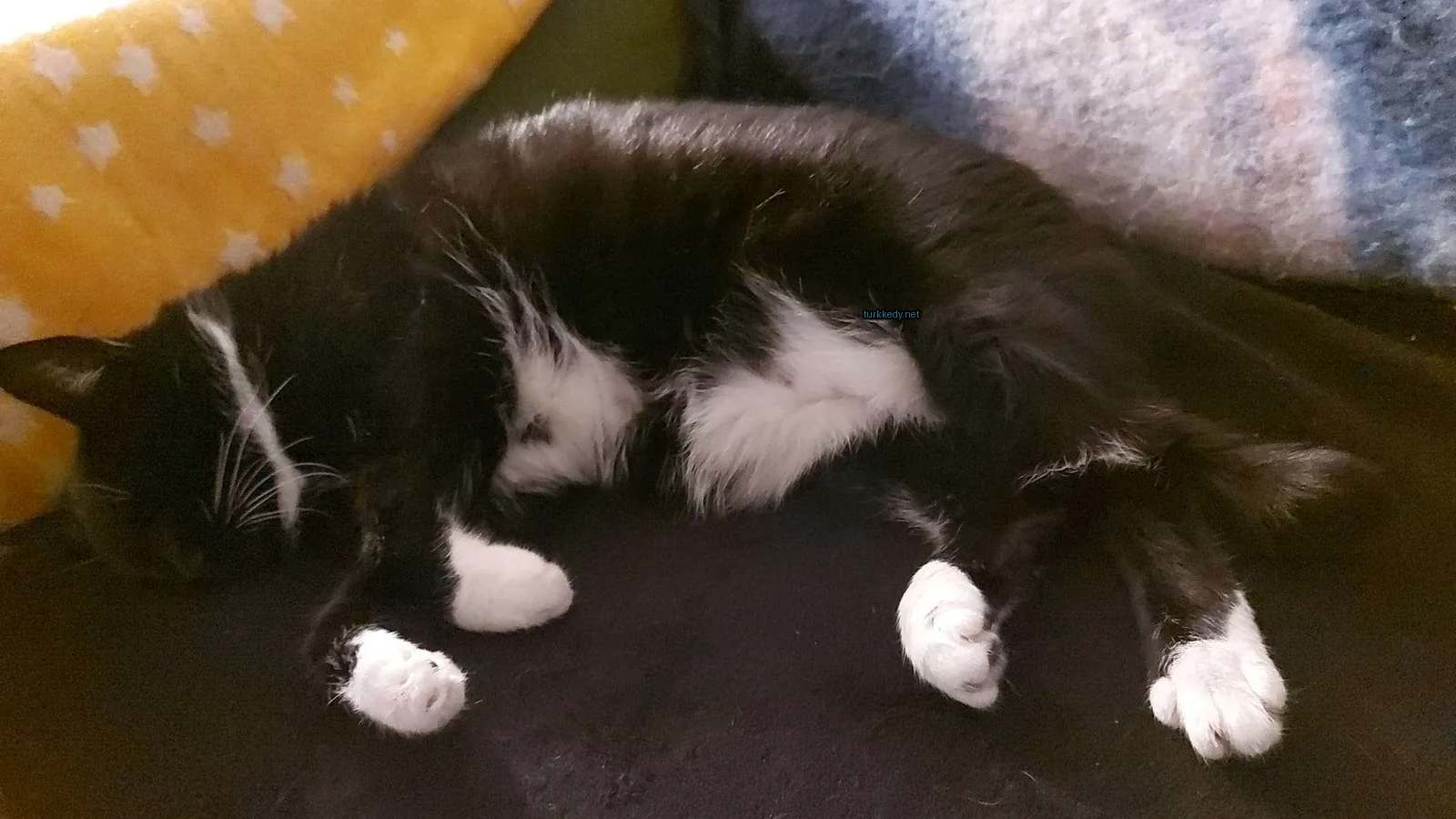 Siyah ve beyaz bir kedi bir sofa üzerinde yatıyor.