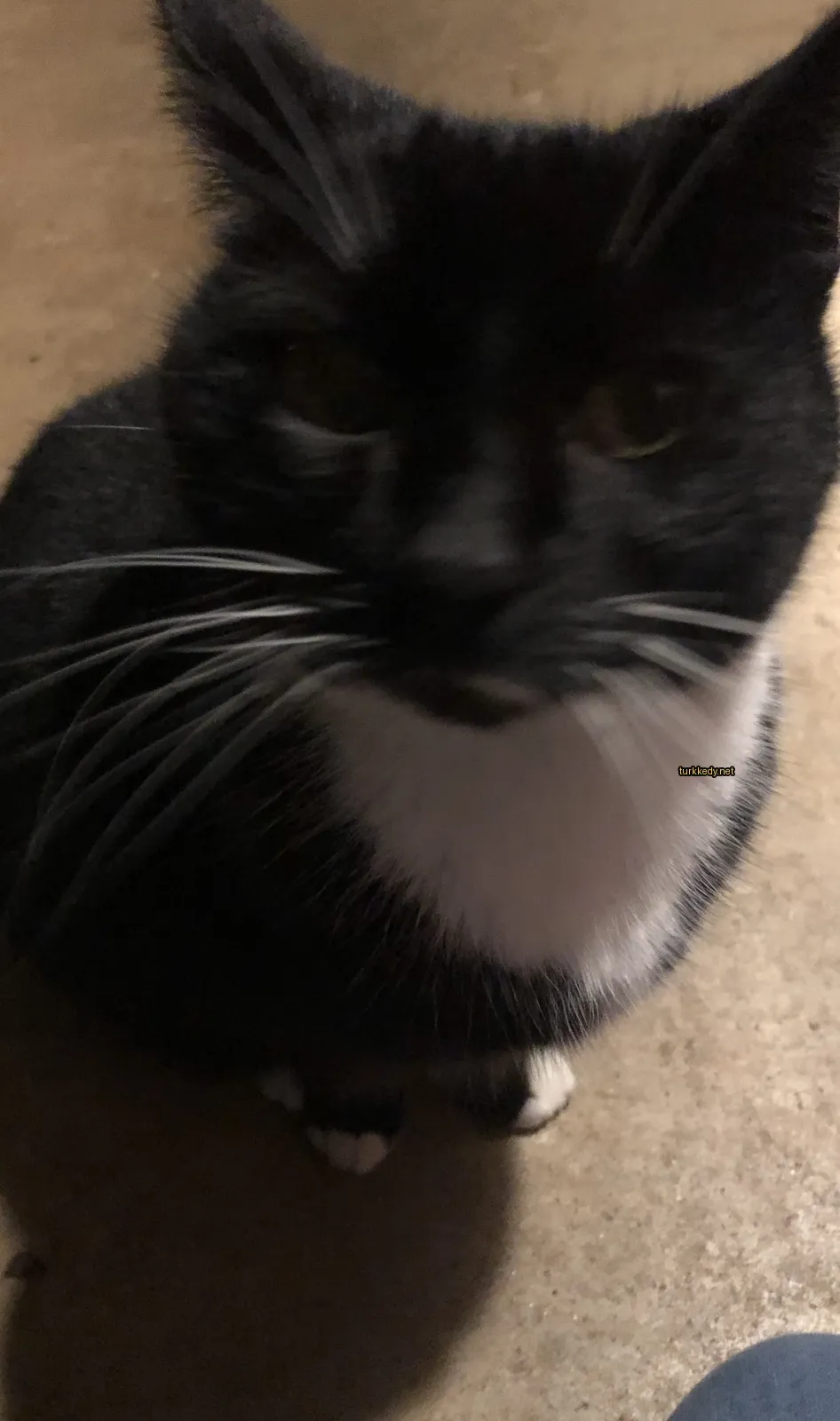 Siyah ve beyaz bir kedi, beyaz göğsü ve siyah tüylü bir kedi kameralara bakıyor.