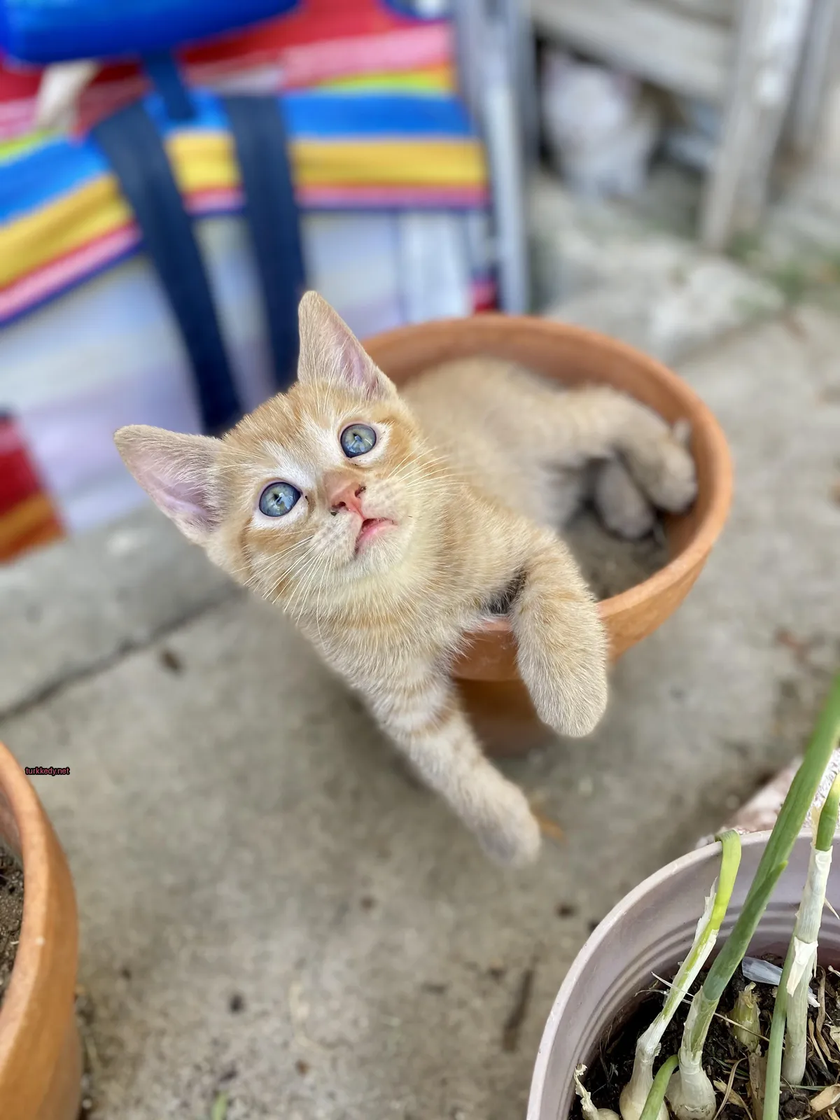 Küçük bir pembe ve beyaz kedi bir çiçek kasesinde yatıyor.