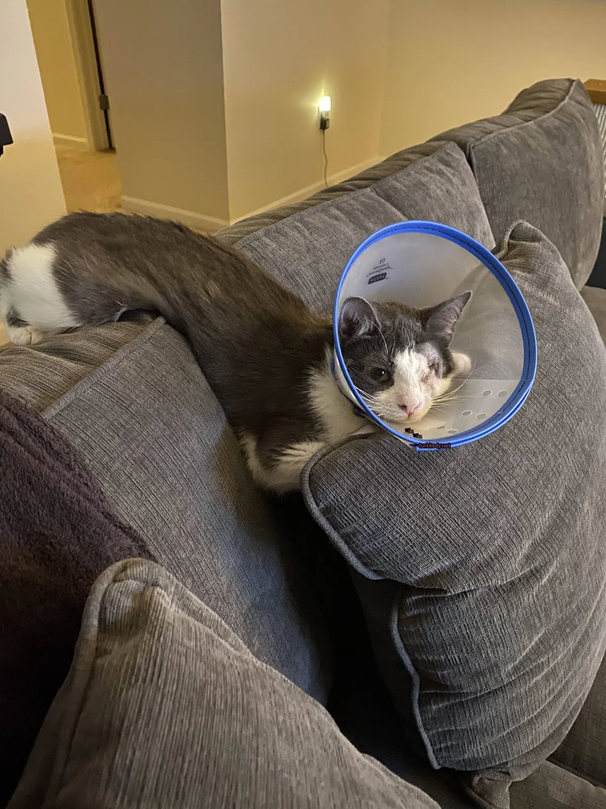 Bir kedi koltukta koni takılmış vaziyette yatıyor.