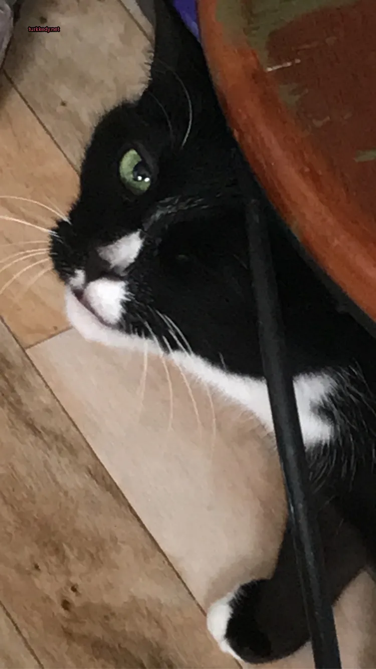 Siyah ve beyaz bir kedi, beyaz burun ve kaşları ile bir masanın altındadır.