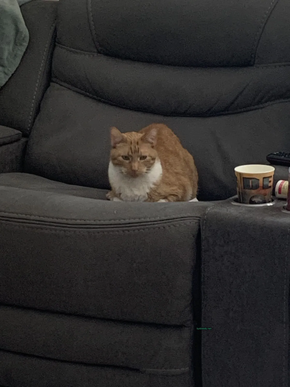 Beyaz göğüs ve sarı tüylü bir kedi bir sofa üzerinde oturuyor.