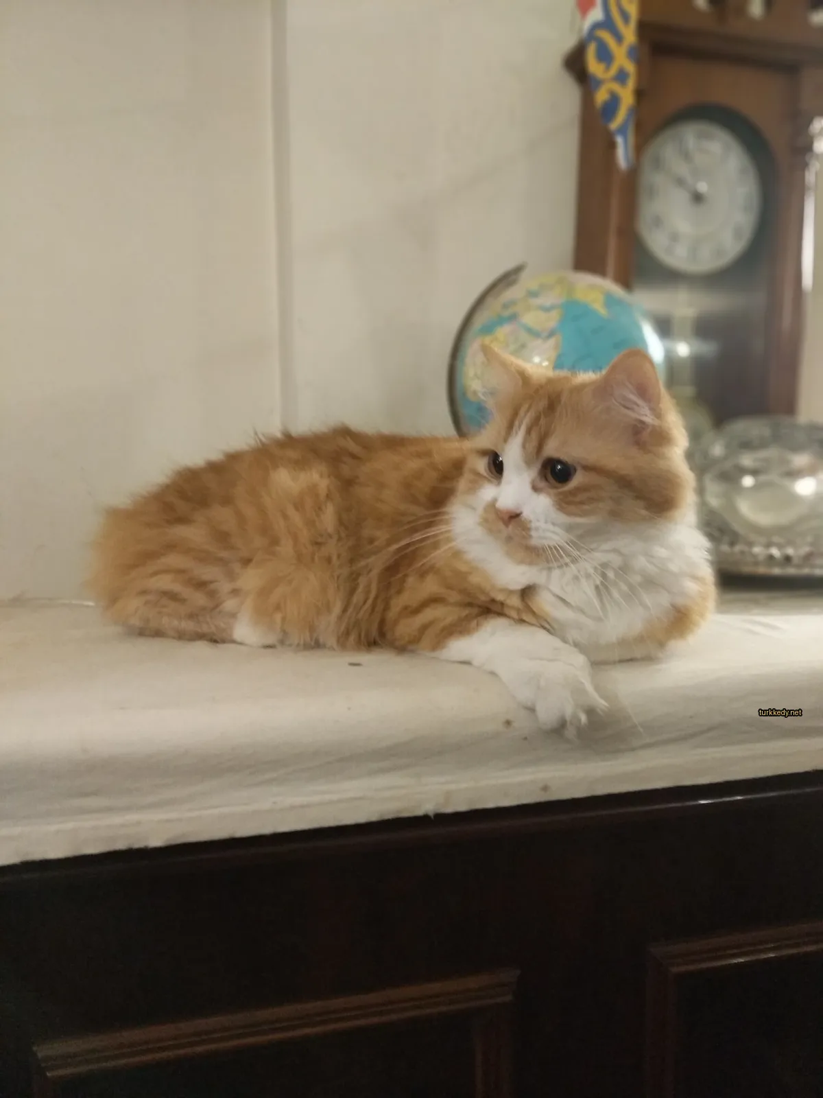 Bir pembe ve beyaz tüylü kedi bir tezgahın üzerinde yatıyor.