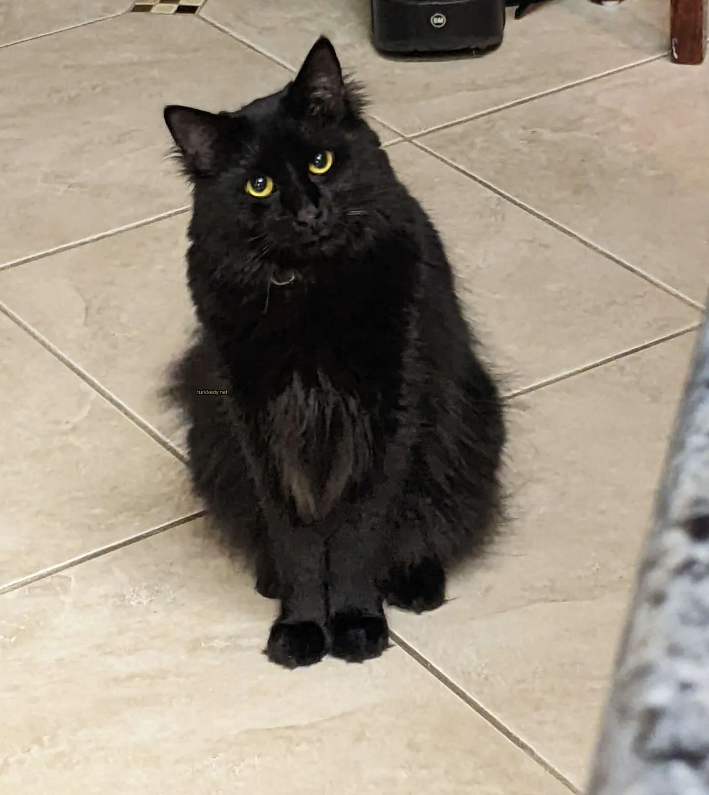Siyah bir kedi beyaz göğüsleriyle mermer zeminde oturuyor.