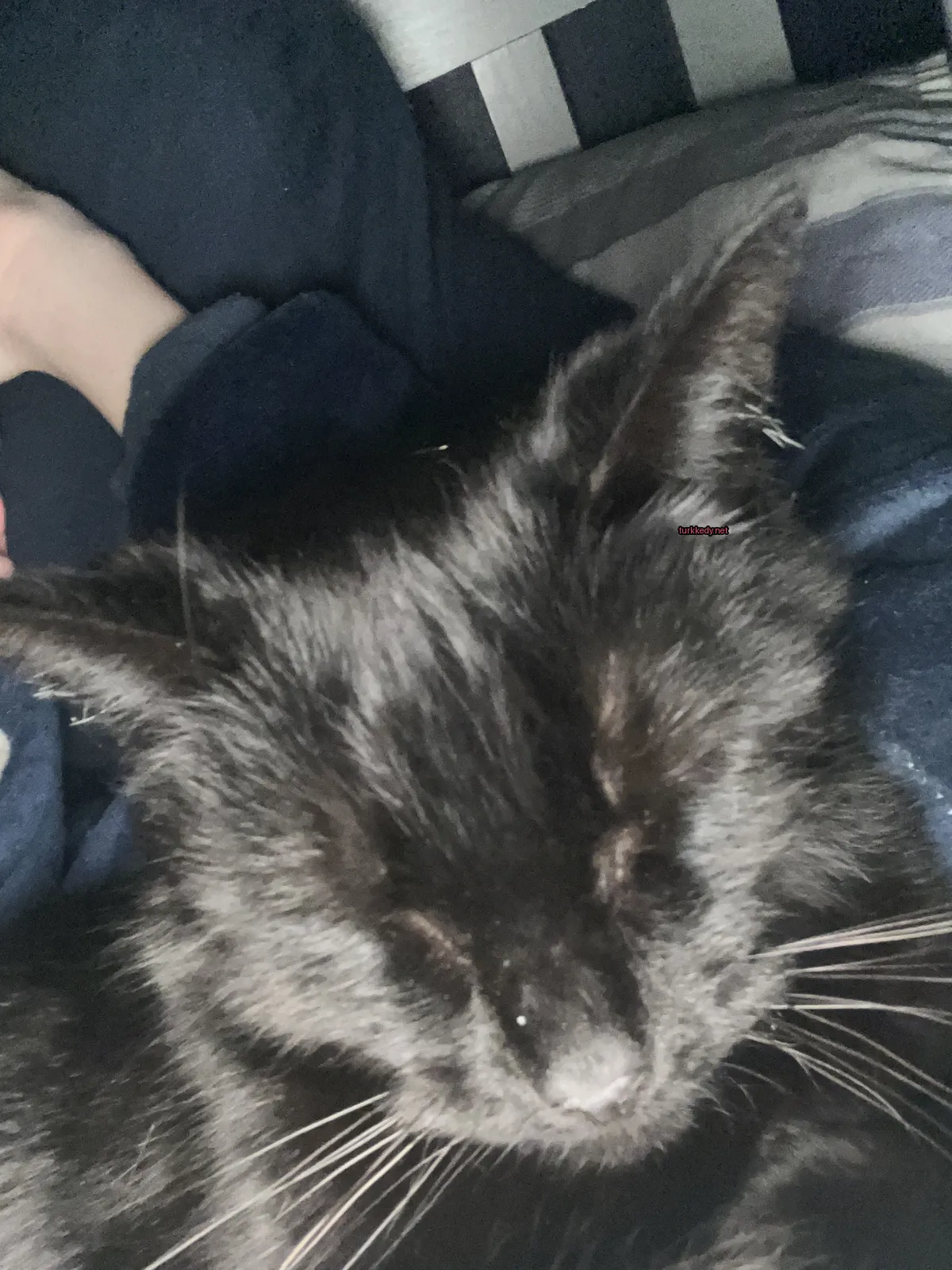Siyah bir kedi beyaz burun ve tüylere sahip, bir yatakta yatıyor.