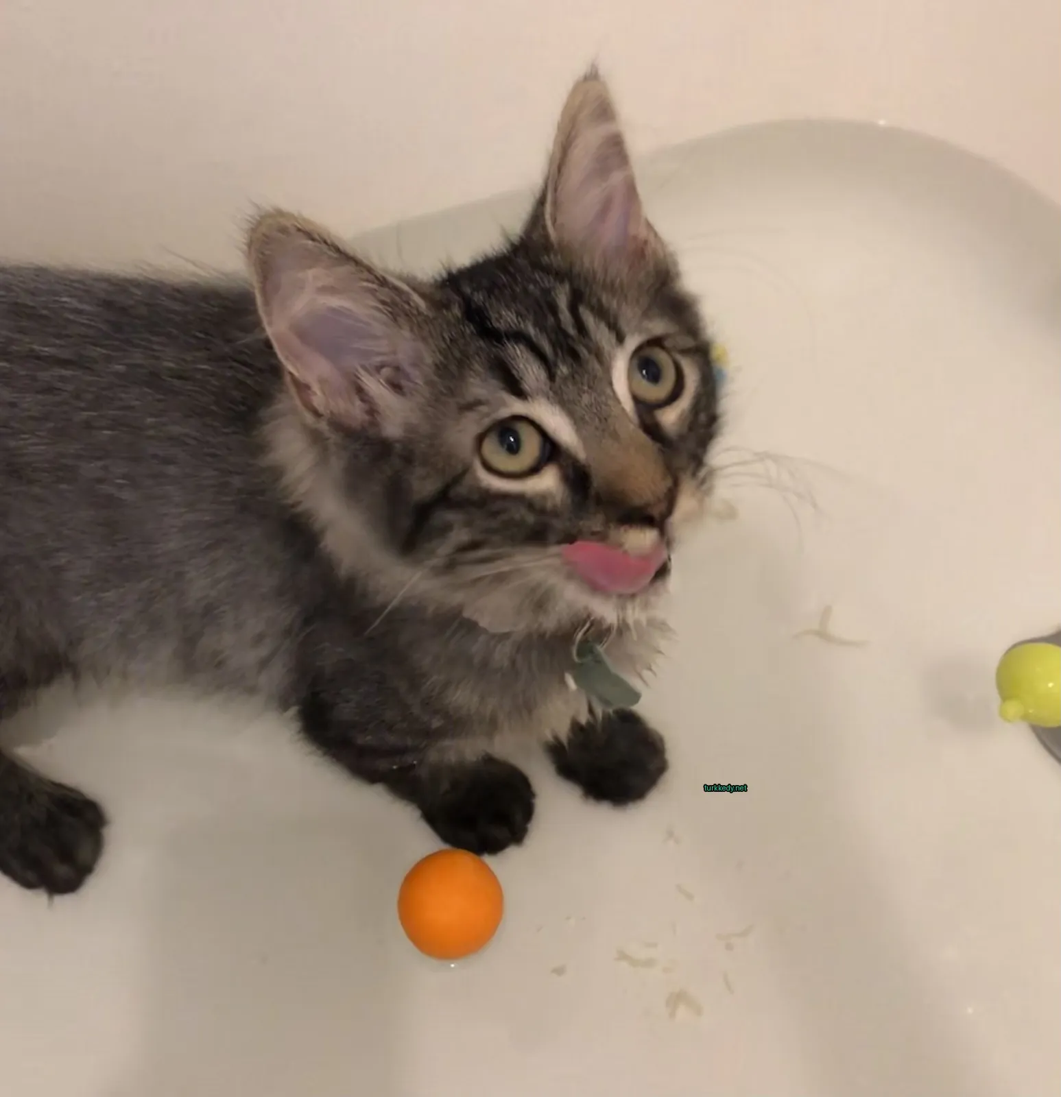 Gri ve siyah bir kedi, bir banyo küvetinde oturuyor ve pink dilini dışarıda tutuyor.