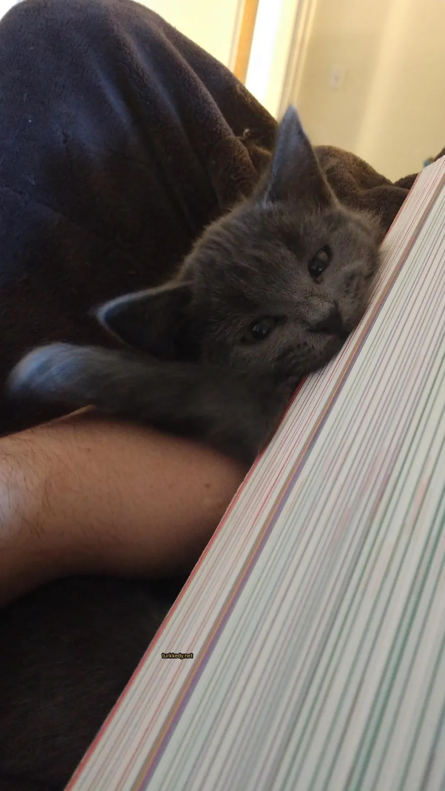 Gri bir kedi, siyah bir kuyruğu ve tırnakları ile bir kitabın üzerinde yatıyor.