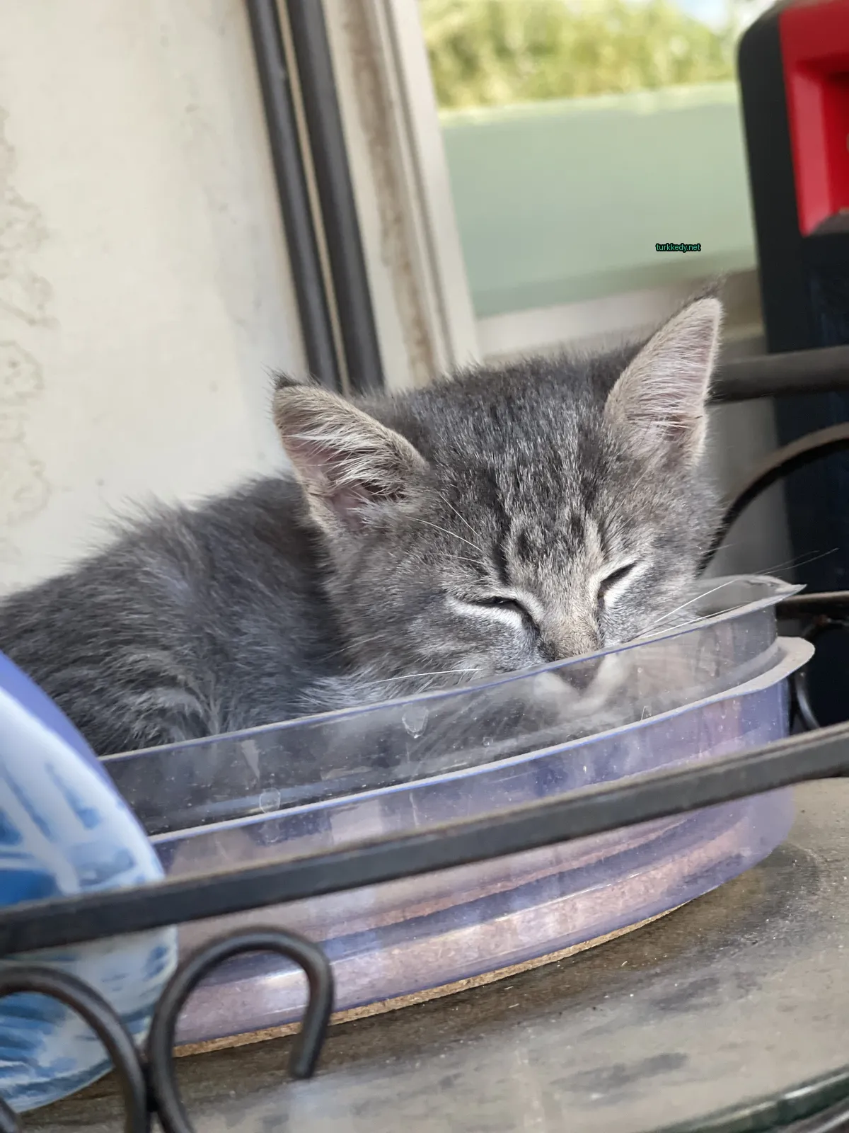 Gri bir kedi, kulakları ve ayakları beyaz olan bir kaseye uyuyor.