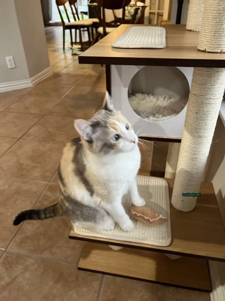 Beyaz yüzü olan bir calico kedi, kedi ağacında oturuyor.