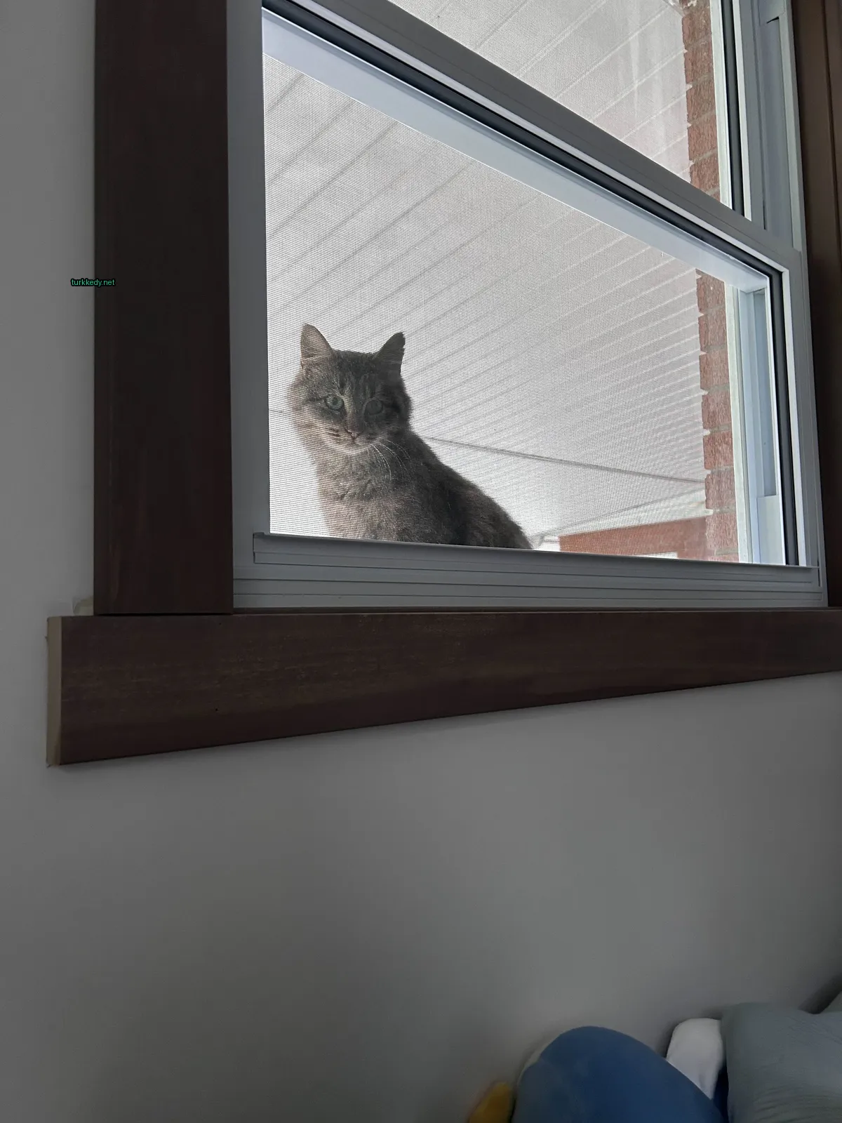 Gri bir kedi, bir pencerede dikdörtgen bir desenli bir şekilde oturuyor.
