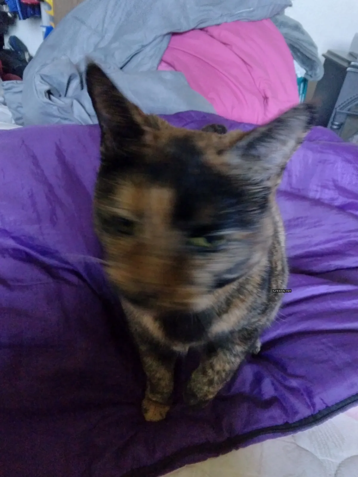 Kara ve kahverengi desenli bir calico kedi mavi bir bez üzerine oturuyor.